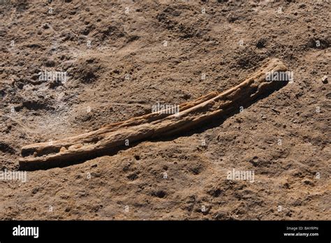 Whale Rib Fossil Walknochen Rippe Fossilien Punto Colorado Baja