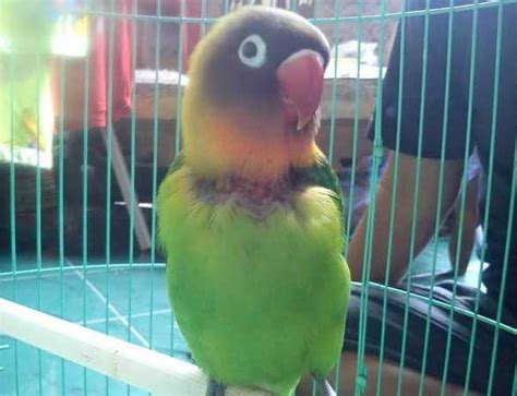 5 Penyebab Dan Cara Mengatasi Lovebird Rontok Bulu Duniakicau Net