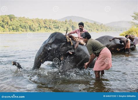 Elephant Washing In The River Editorial Photography Image Of Kodanad