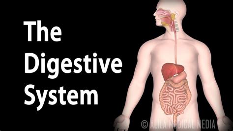 The Digestive System Animation Digestive System Human Digestive System Digestion