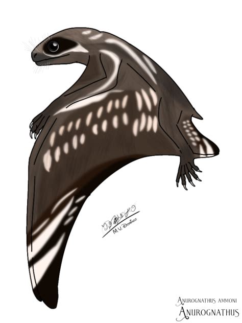 Anurognathus Ammoni Ibispaint