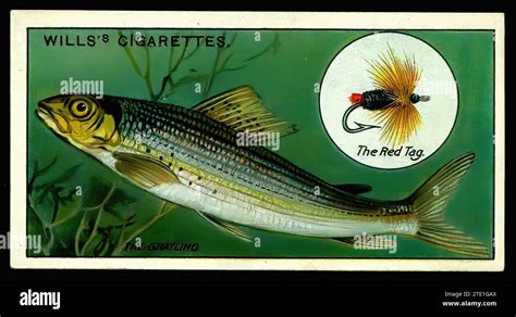 Grayling Illustration Hi Res Stock Photography And Images Alamy