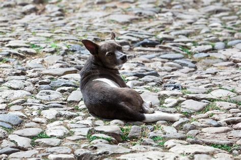 Perro En Una Calle Empedrada Foto Premium