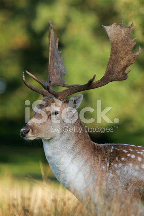 Fallow Deer Stag Stock Photo Royalty Free Freeimages