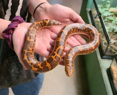 Eryx Colubrinus Kenyan Sand Boa Heinz Kenyan Sand Boa He