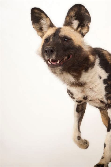 Are African Wild Dogs Aggressive