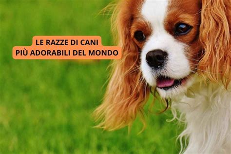 Le Razze Di Cani Pi Adorabili Del Mondo La Classifica