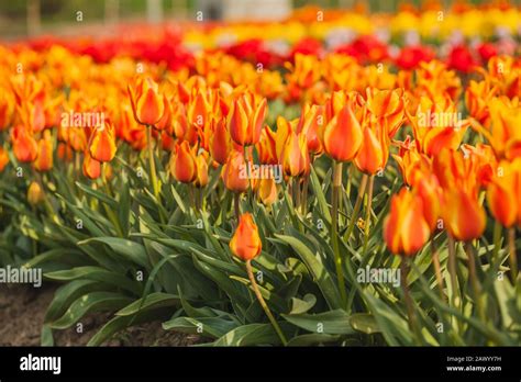 tulips field agriculture holland Stock Photo - Alamy