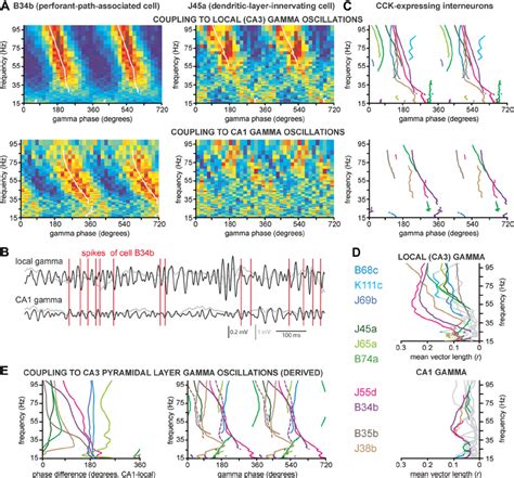 Phase Coupling Of Spike Timing In Cck Immunoreactive Interneurons To