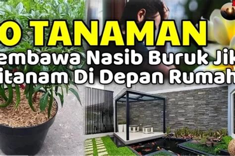 Hati Hati Inilah 10 Tanaman Yang Dilarang Ditanam Di Depan Rumah