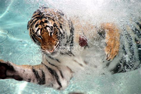 Bengal Tiger Swimming Underwater