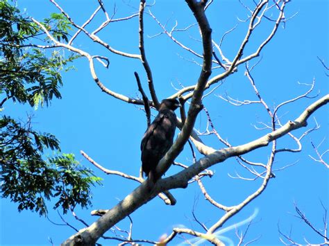 Bukit Batok Nature Park – Hiking the Green Isle