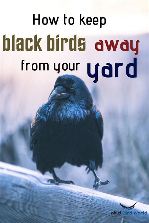 How To Keep Birds Away Effective Methods And Tips Ihsanpedia