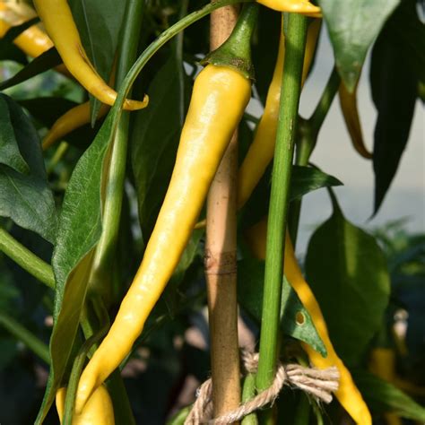 Chilli Pepper Seed Golden Cayenne Capsicum Annuum Buy Online