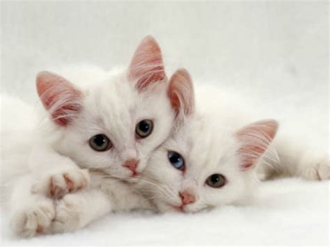 71 Wallpaper Couple Cat Picture Myweb