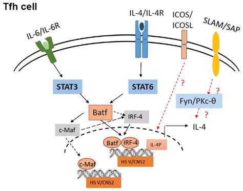 IL 6 IL 6R As A Potential Key Signaling Pathway In Prostate 42 OFF