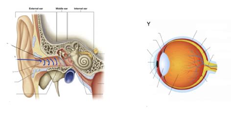 Special Sense Organs Diagram Quizlet