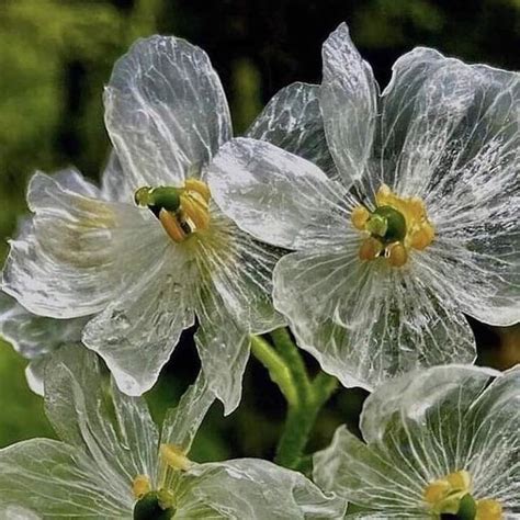 Lily Scout Kwong On Instagram Skeleton Flower Pretty Flowers Flower