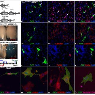 Tcf4 Is Highly Expressed In Muscle Connective Tissue MCT Fibroblasts