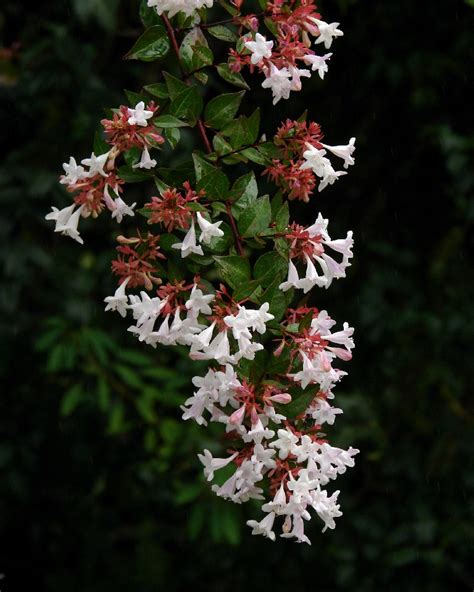 Garden Of Aaron New Plants Glossy Abelia Forsythia Winter Jasmine