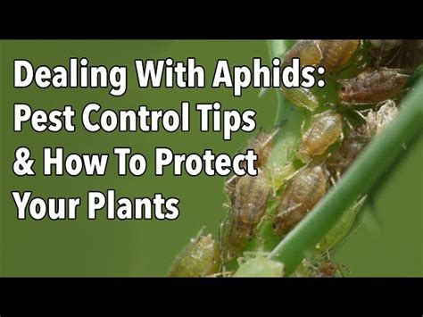 How To Prevent Aphids In Garden Fasci Garden