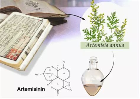 屠呦呦获诺奖后，分子态开启中药标准化新时代中药青蒿素凤凰资讯