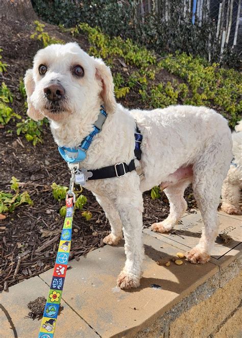 Lost Dog and Cat... - Lost Dog and Cat Rescue Foundation