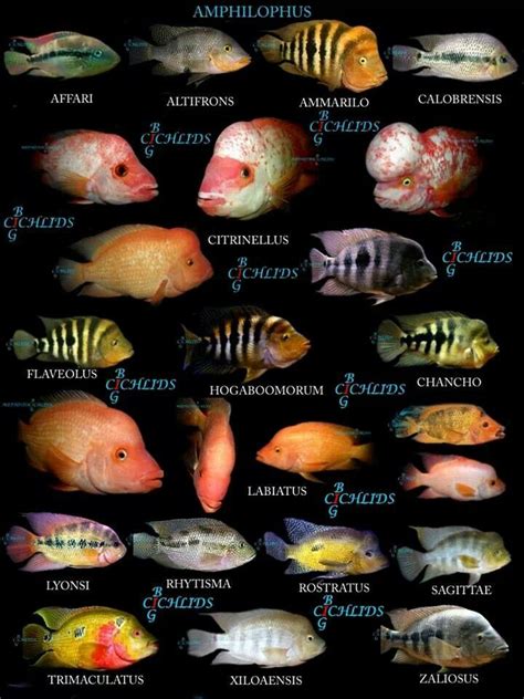 Pin on Aquarium | Aquarium fish, Cichlids, Fish breeding