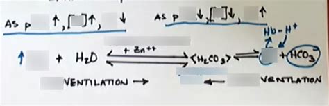 Respiratory Buffer System Diagram | Quizlet