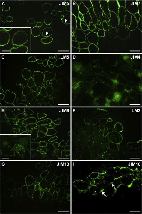 Distribution Of Pectic And Agp Epitopes Within The Callus Tissue A