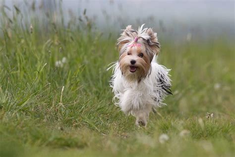 Biewer terrier: Dog breed characteristics & care