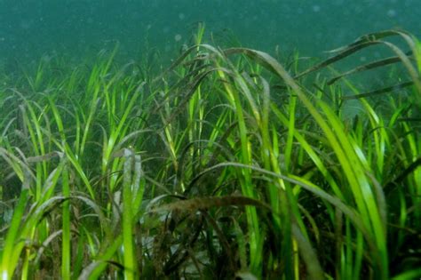 2022 Eelgrass Restoration Update Project Watershed