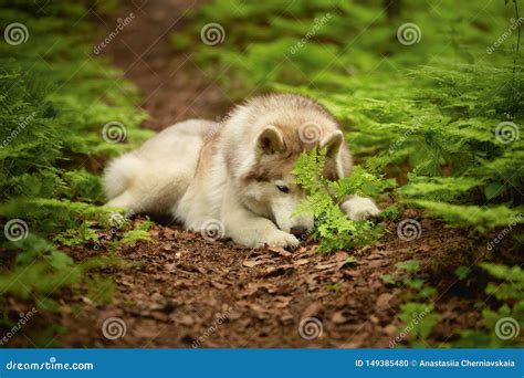 Retrato Del Husky Siberiano Lindo Y Hermoso De La Raza Del Perro Que