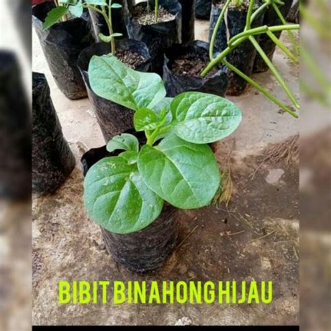 Jual Tanaman Herbal Daun Binahong Bunga Kemabang Hijau Bibit Tanaman