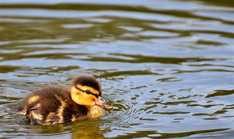 Mallard Ducklings Duck - Free photo on Pixabay - Pixabay