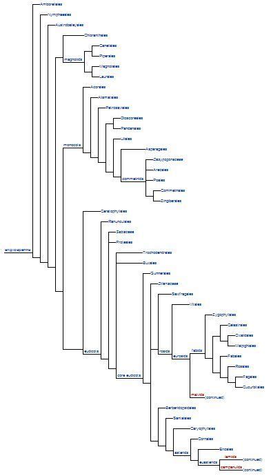 Apg Iii System Wikipedia Plant Classification System Reorganize