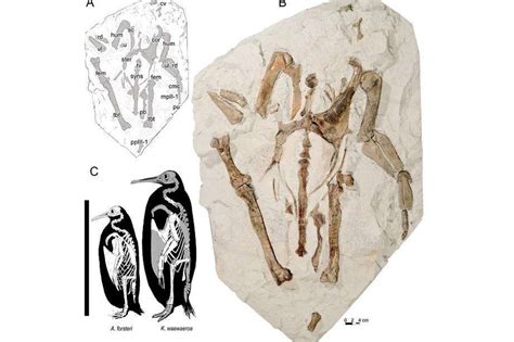 Niños descubren el fósil de una nueva especie de pingüino gigante EL