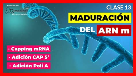 CAPPING y Poli Adenilación del ARN mensajero en Eucariotas Curso de