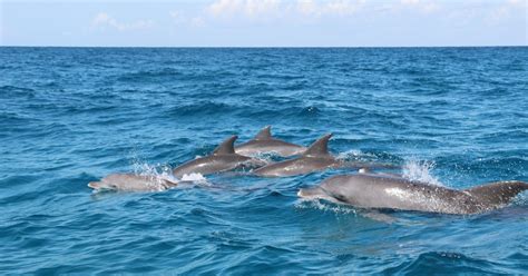 Excursion Zanzibar Pour Observer Les Dauphins Et Faire De La Plong E