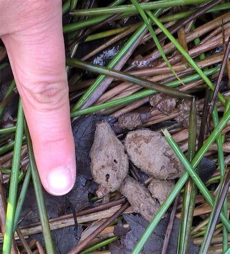 Birch Moss: Fox droppings? - Trafford Wildlife