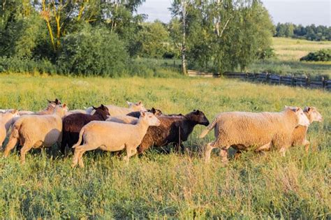 Premium Photo Flock Of Sheep Grazing In A Meadow On Green Grass At