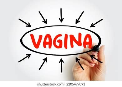 Vagina Sketch Images Stock Photos Vectors Shutterstock
