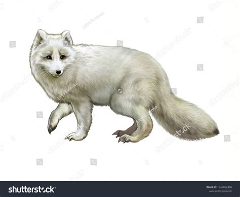 Arctic Fox Vulpes Lagopus Realistic Drawing Stock Illustration ...