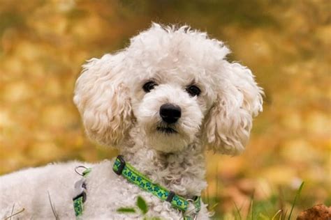 Descubre Cu Nto Cuesta Un Caniche Toy En Planeta Caniche