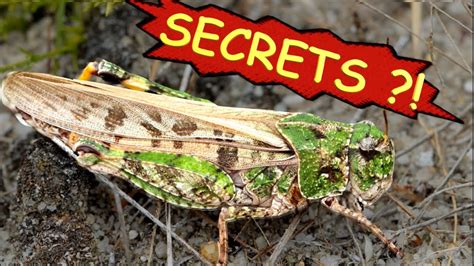 Grasshopper Secrets So Cool Youtube