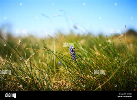 Muscari Neglectum Flor Planta Bulbosa Perenne Uno De Un N Mero De