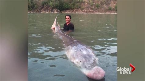 Giant Lake Sturgeon