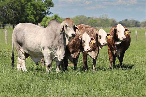 Why Brahman Why Hereford Brc Ranch