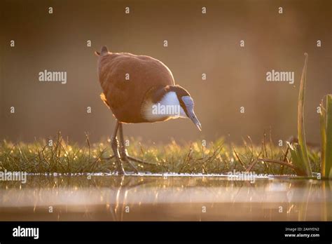 African Jacana Actophilornis Africana Zimanga Game Reserve South