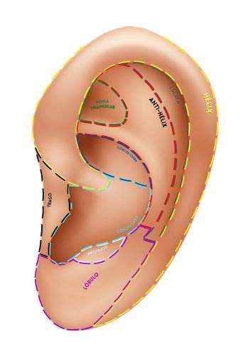 Mapa Ilustra Es Regi Es Auriculoterapia Chinesa Acupontos Auriculares